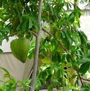 Soursop tree