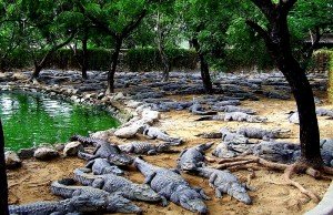 Crocodile park Chennai