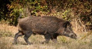 Wild pig