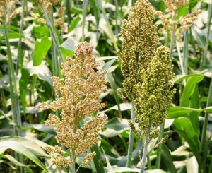 Jowar harvesting