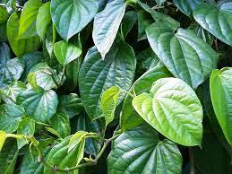 Betal leaves