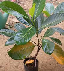 jackfruit sapling