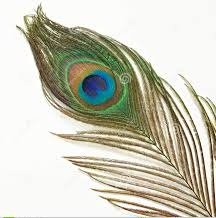 Peacock feather1