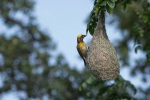 Weaver bird-nest