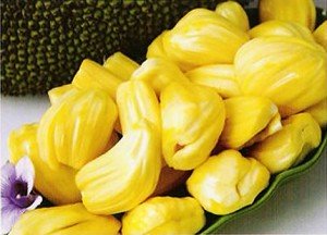 jackfruit-gumless