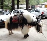 Yak -animal