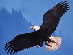 Eagle