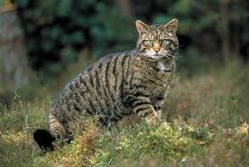 wild cat