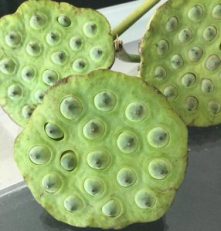 Lotus seeds1