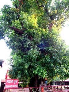 rudrakshi-tree