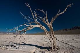 dried-tree